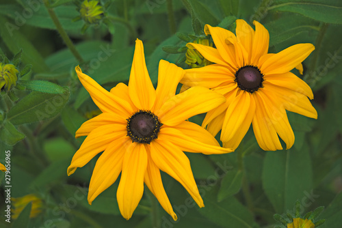 Fine yellow flowers of rudbeckia shining (Rudbeckia fulgida).