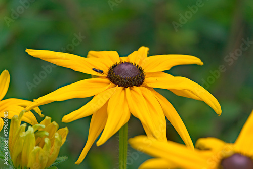 Fine yellow flowers of rudbeckia shining (Rudbeckia fulgida).