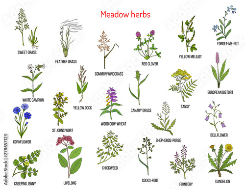 Wild meadow herbs and grasses