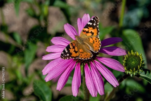 Butterfly on the blooming flower - life in the garden