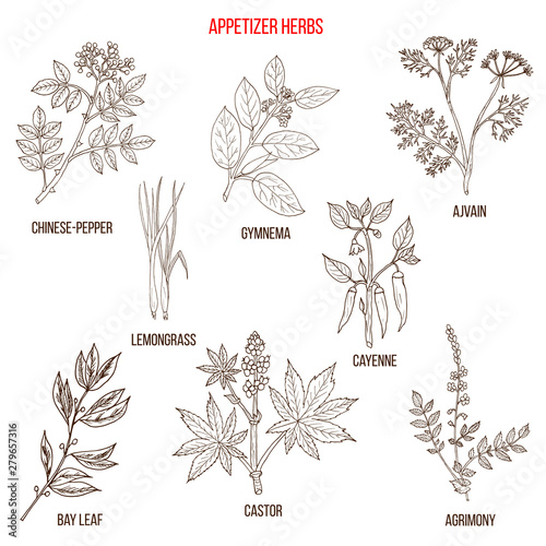 Best appetizer herbs collection