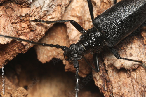 Female of a great capricorn beetle sitting on the oak bark. An endangered European species on a horizontal close up picture in its natural habitat.