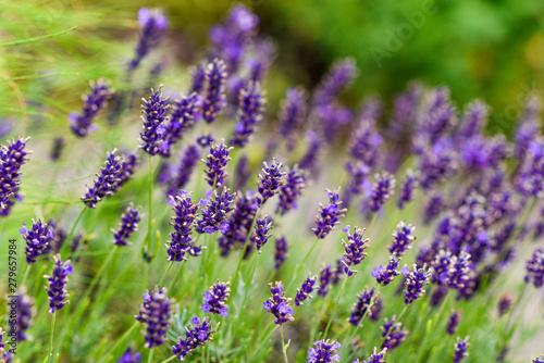 Lavender blooming in the garden.
