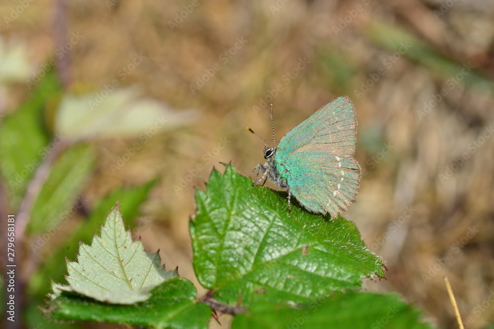 Obraz premium Green Hairstreak Butterfly, U.K. Macro 1:1 image of an insect.