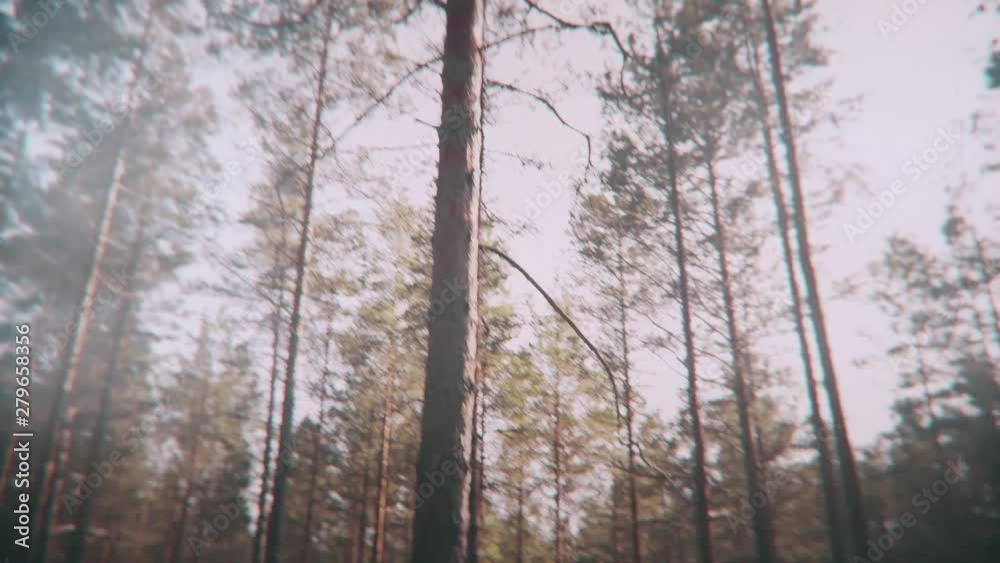 POV. Walking through forest, steady cam shot. POV. Walking through forest, steady cam shot.