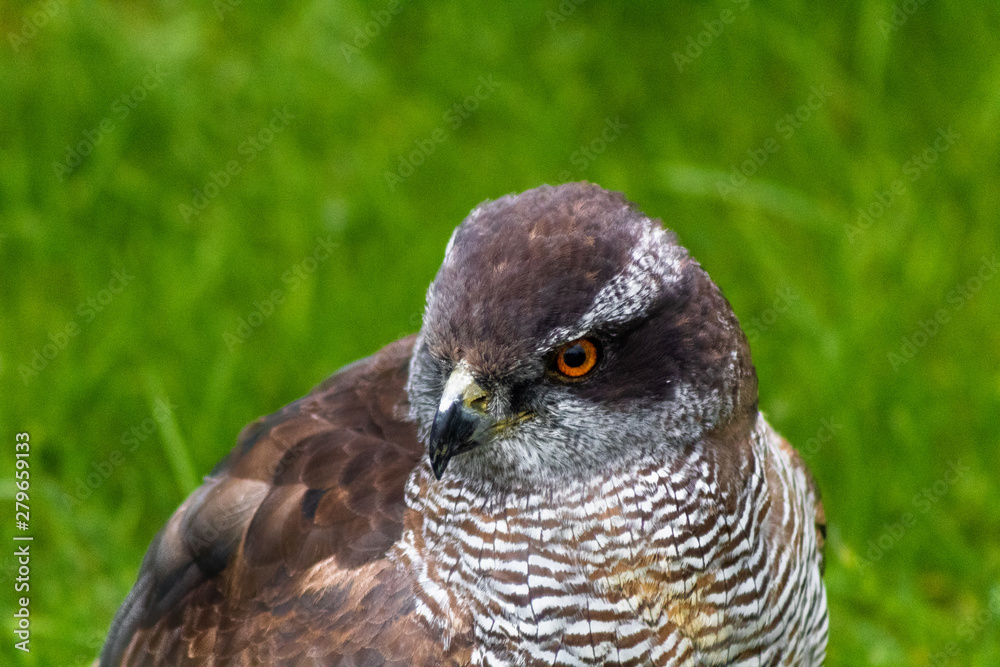 a goshawk leaning on his innkeeper surrounded by grass a goshawk leaning on his innkeeper surrounded by grass