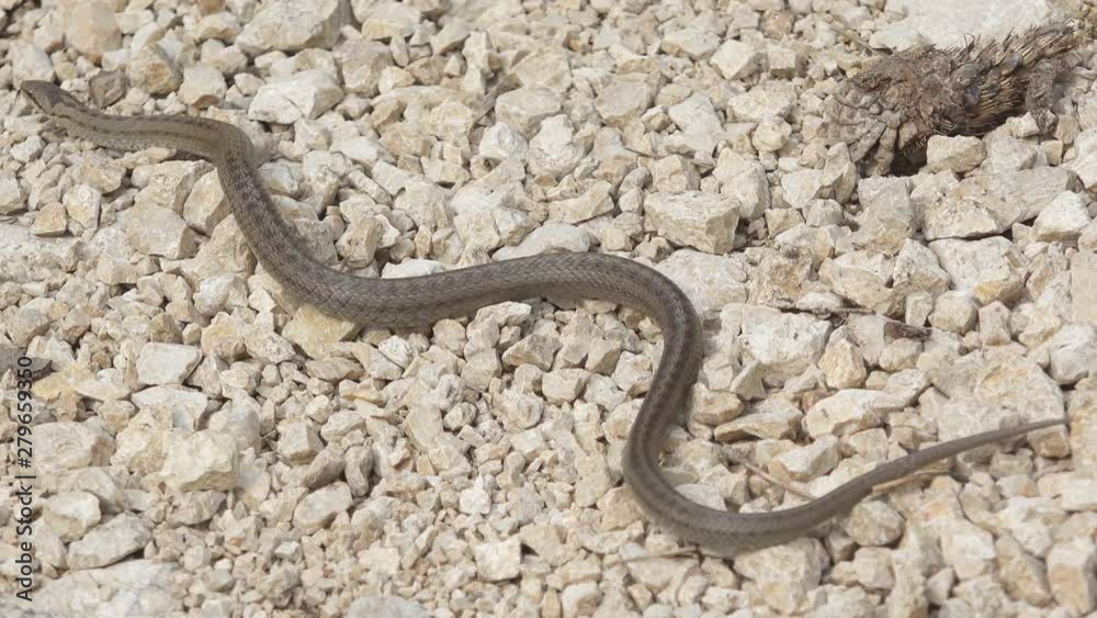 Smooth snake (Coronella austriaca) moving on rocky path Smooth snake (Coronella austriaca) moving on rocky path