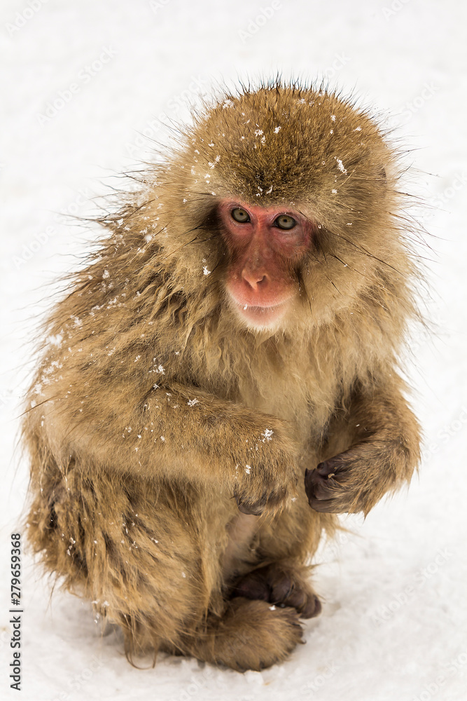 Fototapeta premium Japanmakake sitzt im Schnee