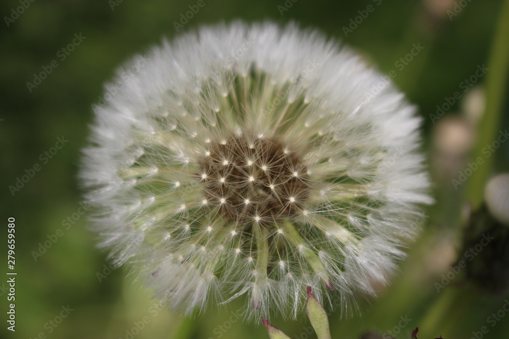 big fluffy white dandelion flower big fluffy white dandelion flower