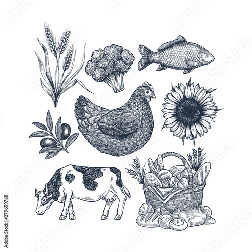 Vintage food collection. Cow, wheat, broccoli, fish, bread basket, chicken, olive. Vector illustration