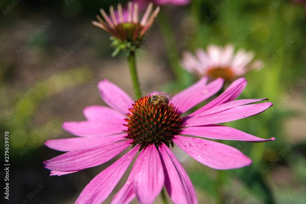 Honeybee on the blooming flower - life in the garden Honeybee on the blooming flower - life in the garden