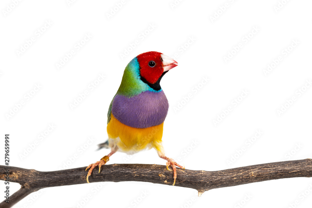 Fototapeta premium Gouldian finch Bird