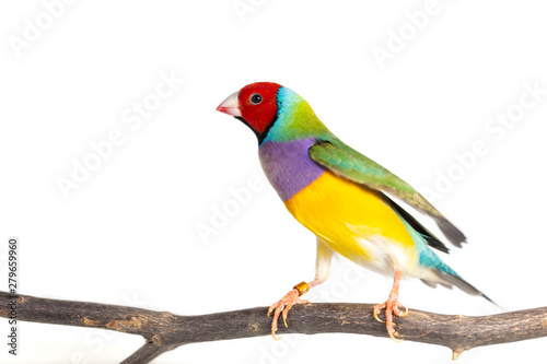 Tableau sur toile Gouldian finch Bird
