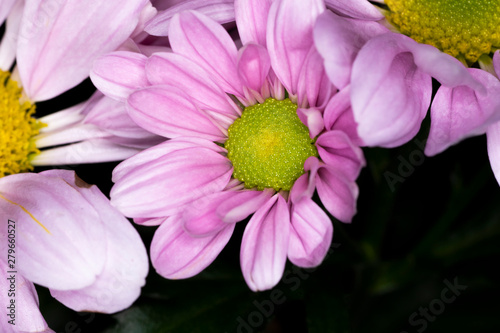 Pink chrysanthemum flower  native to Asia and north eastern Europe  macro with shallow depth of field 