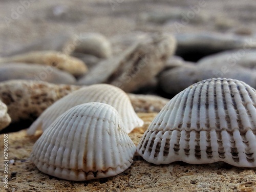 shell, beach, sea, sand, seashell, shells, nature, summer, ocean, coast, seashells,