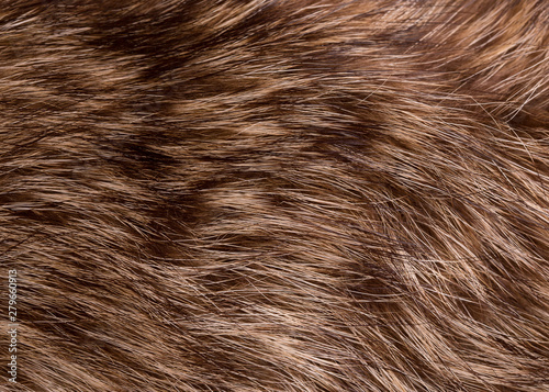 Texture of raccoon fur. Natural raccoon fur close up.