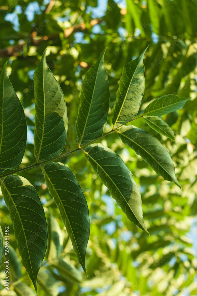 Obraz premium Ailanthus altissima flowers ready to bloom. Ailanto blosson, Tree of Heaven. Ailanthus altissima. Nature background.