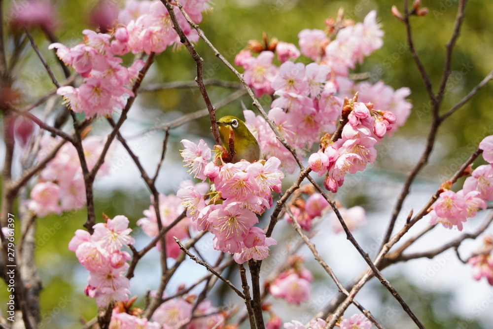 Fototapeta premium 知恩寺の富士桜とメジロ