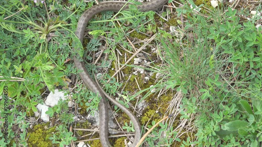 Smooth snake (Coronella austriaca) in the grass Smooth snake (Coronella austriaca) in the grass