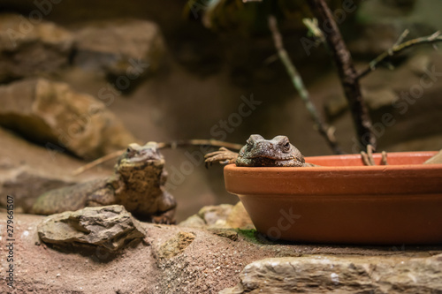 The Blue spiny lizard. photo