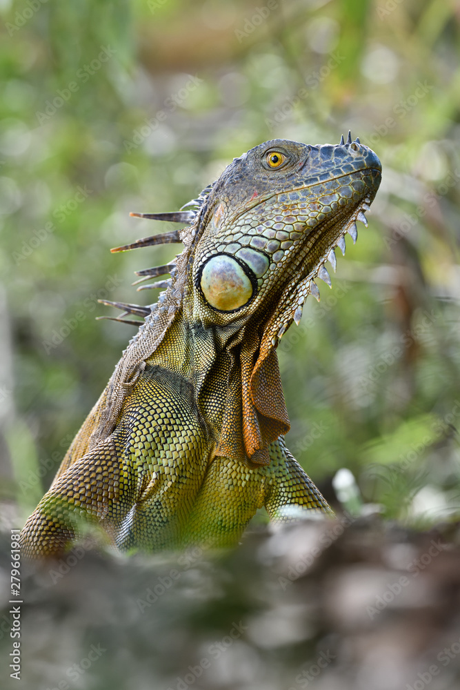 Obraz premium Green Iguana portrait