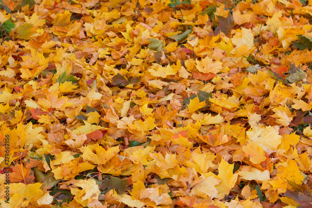 Colorful and bright background made of fallen autumn leaves Colorful and bright background made of fallen autumn leaves