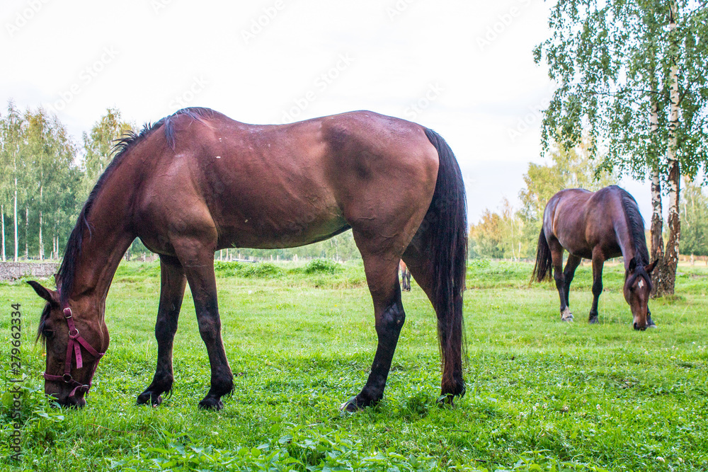 Graceful brown horses on a green meadow in a birch grove on a summer evening Graceful brown horses on a green meadow in a birch grove on a summer evening