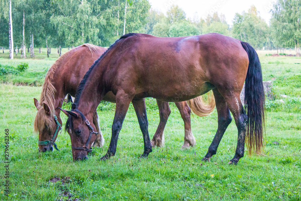 Obraz premium Graceful brown horses on a green meadow in a birch grove on a summer evening