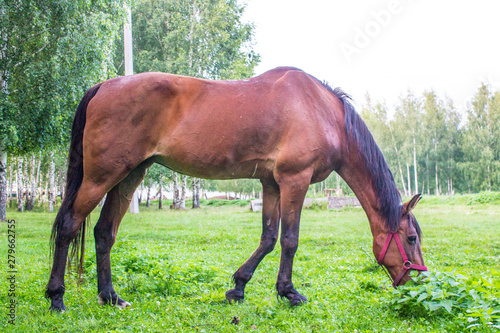 Graceful brown horse on a green meadow in a birch grove on a summer evening © Inna