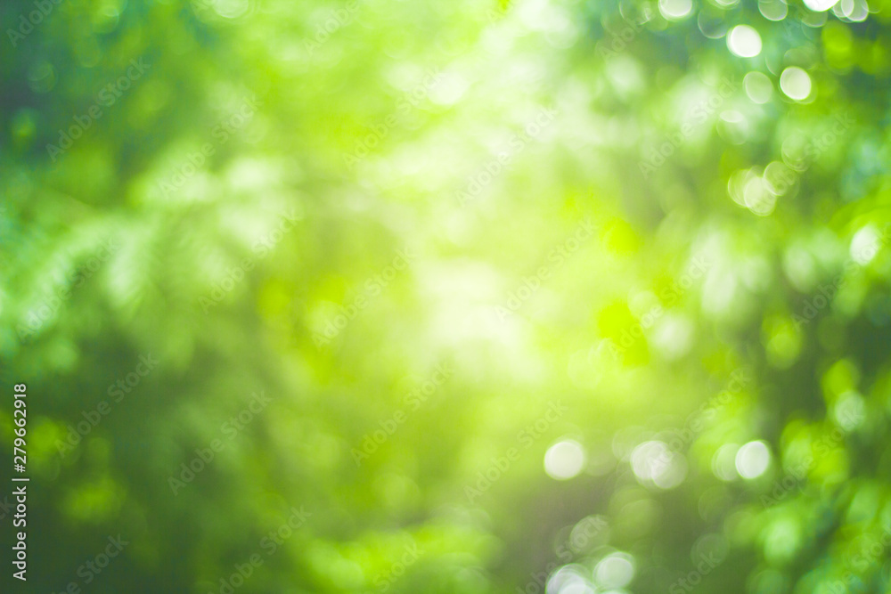 Fototapeta premium abstract green nature blur background and sunlight