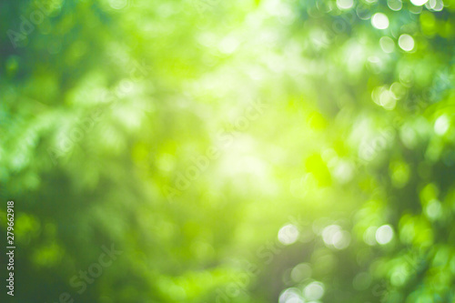 abstract green nature blur background and sunlight