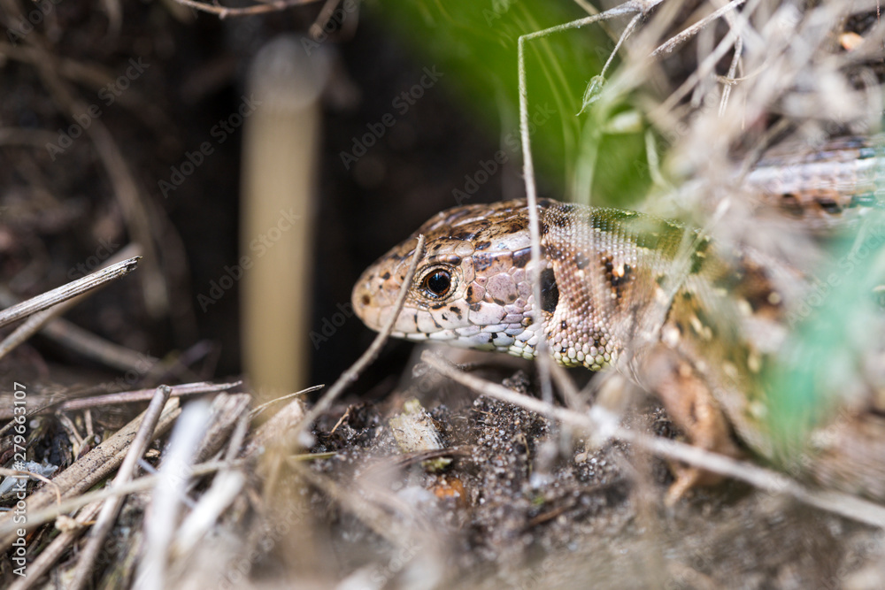 Fototapeta premium Portrait einer Eidechse