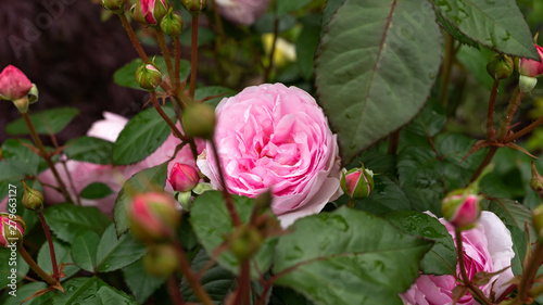Cuadro en lienzo english shrub pink Olivia rose Austin in summer garden