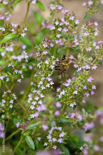 Honeybee on the blooming flower - life in the garden © Jiri Vanicek