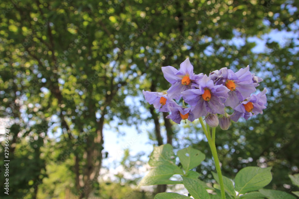 Obraz premium one Bush of flowering potato with leaves