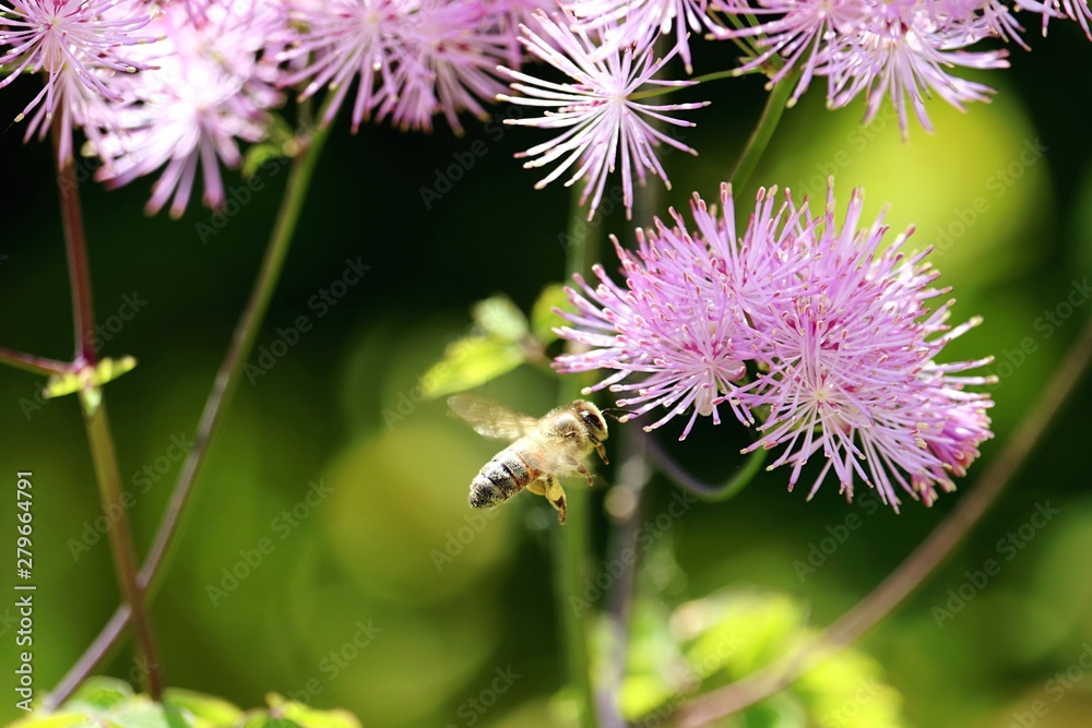 bee flying to french meadow-rue bee flying to french meadow-rue