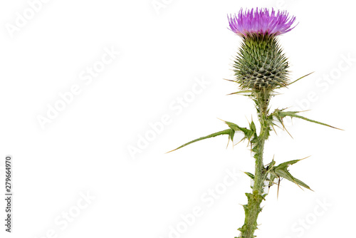 A large isolated Thistle with stem and leaves weighted to the right with room for copy text on the left