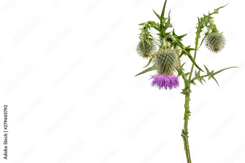 A large isolated Thistle with stem and leaves weighted to the right with room for copy text on the left A large isolated Thistle with stem and leaves weighted to the right with room for copy text on the left