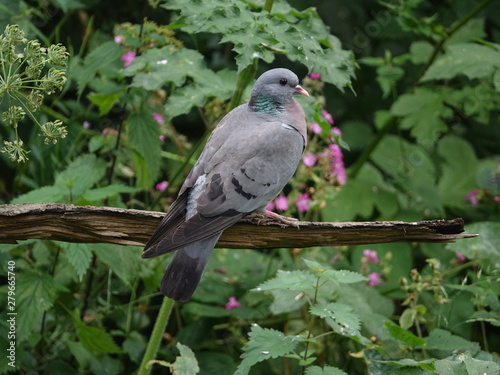 stock dove (Columba oenas) perched on an old dead branch in forest