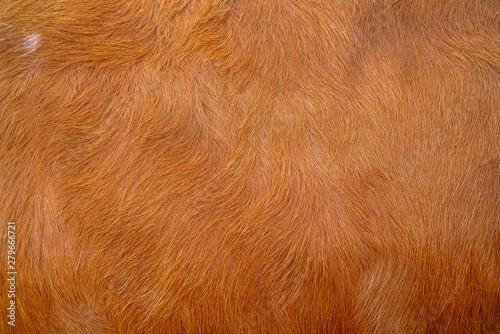 Brown cow skin texture. Smooth surface.