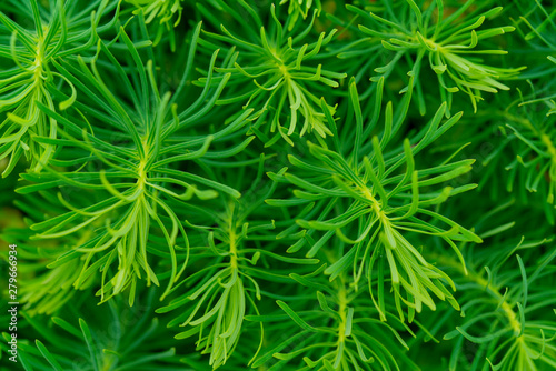 Fototapeta Naklejka Na Ścianę i Meble -  Bright green background of small plants.