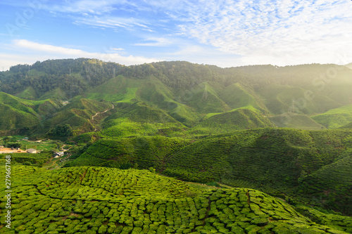 The tea plantations background , Tea plantations in morning light