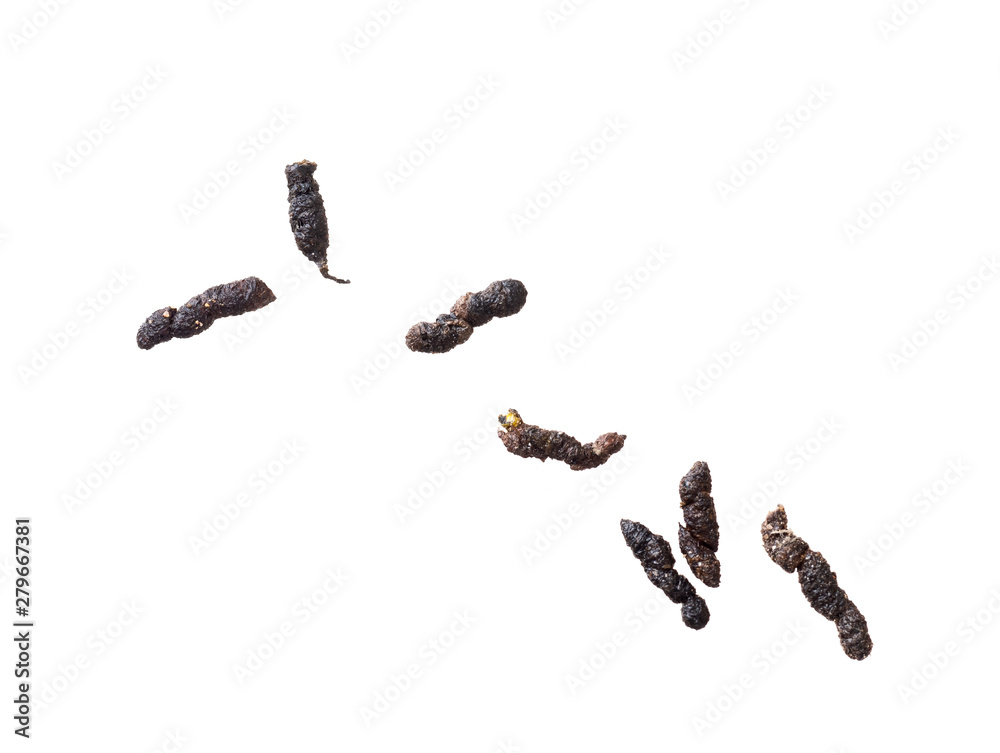 Mouse droppings, faeces, isolated on white background. Rodent