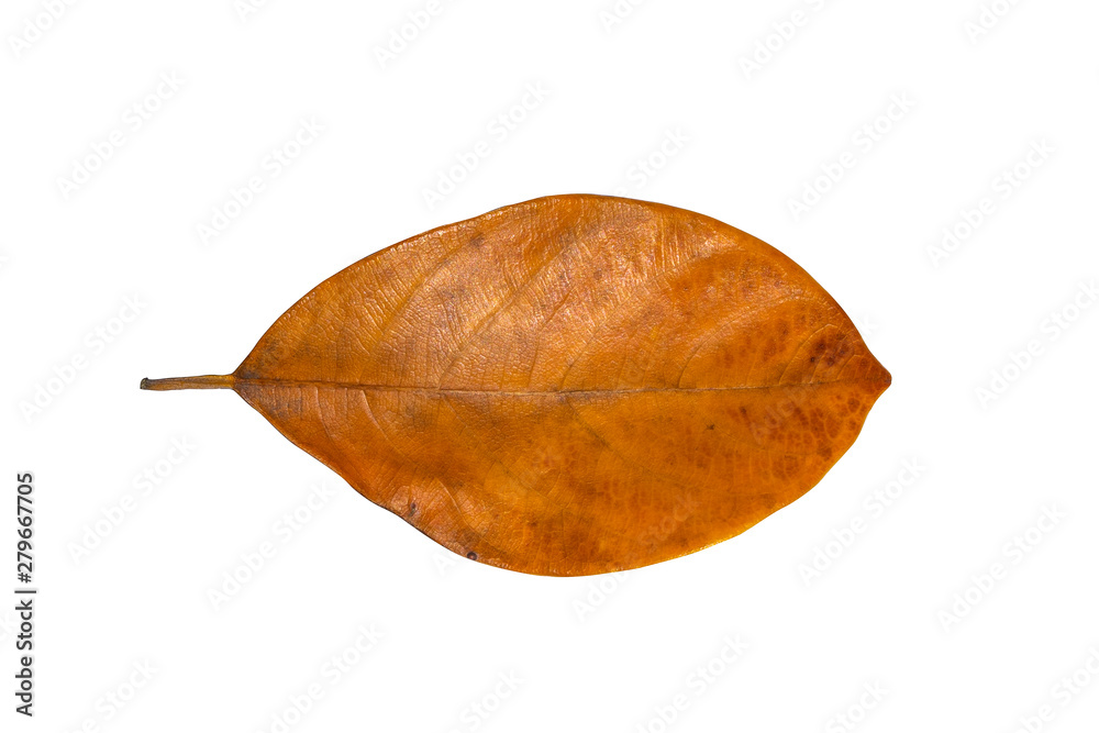 Isolated leaves on the white background.Jack leave.fresh leaves.