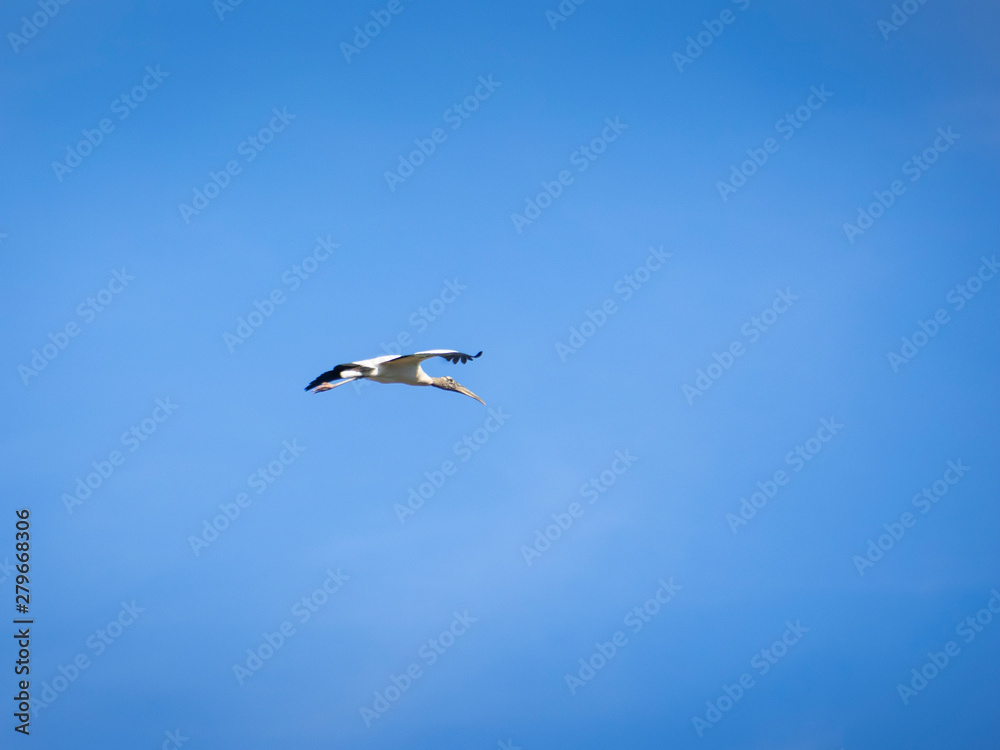 Woodstork bird Woodstork bird