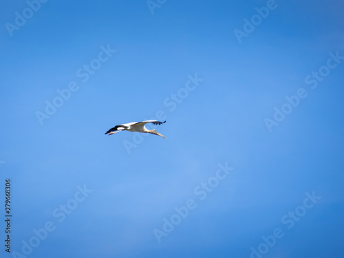 Woodstork bird photo
