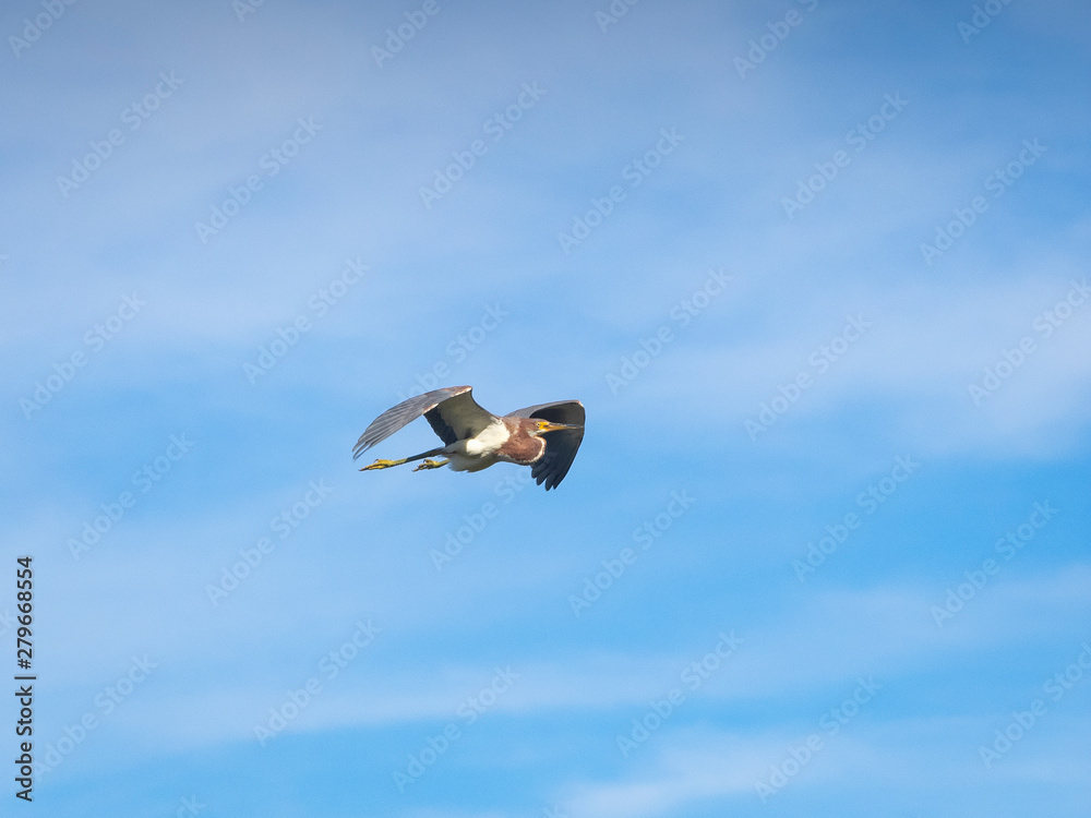 Obraz premium Beautiful Tricolored Heron in flight