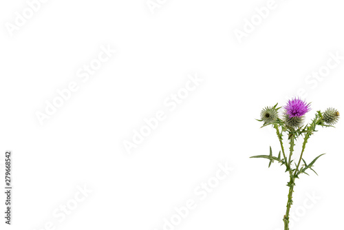 A small isolated Thistle with stem and leaves weighted to the right with room for copy text on the left