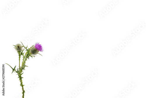 A small isolated Thistle with stem and leaves weighted to the left with room for copy text on the right