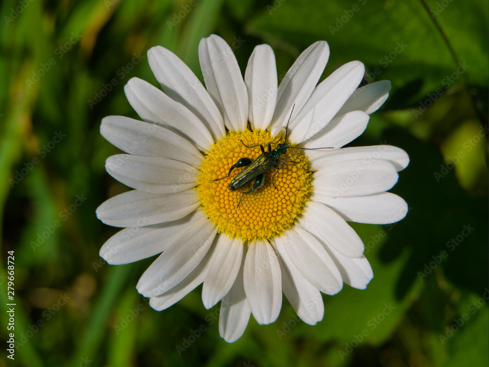 Thick legged flower beetle on a daisy on summer day in the UK Thick legged flower beetle on a daisy on summer day in the UK